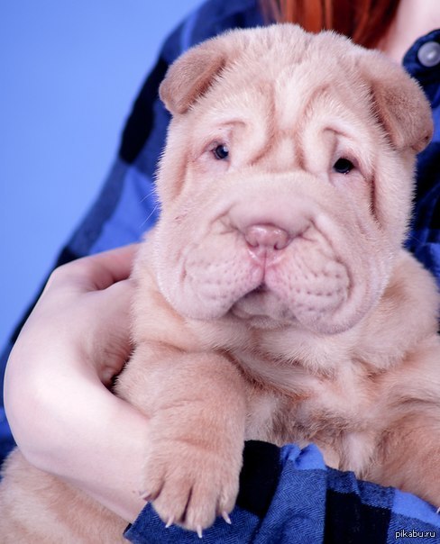 Добрый день!