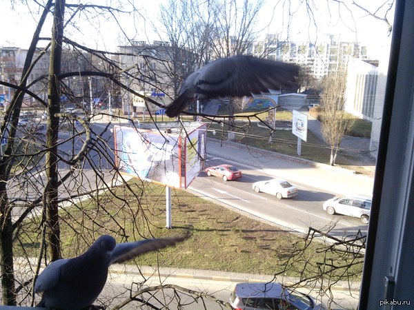 Голубь - вождь!