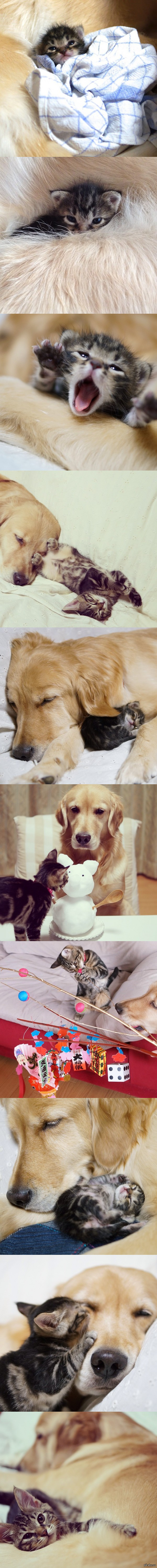 Собака усыновила котенка, отвергнутого матерью