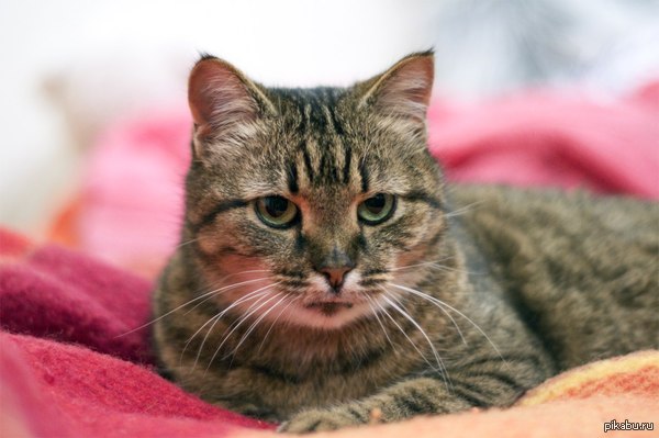 146% �����������