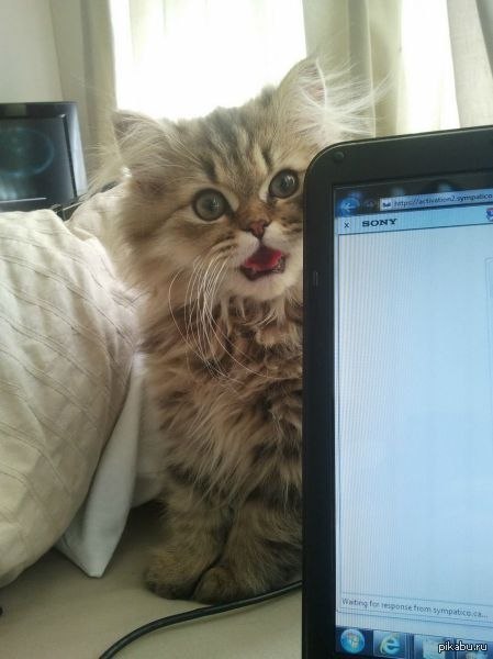 картинки интернет коты. кот и ноутбук фото. котик за компьютером. кот в интернете. кошка и компьютер.