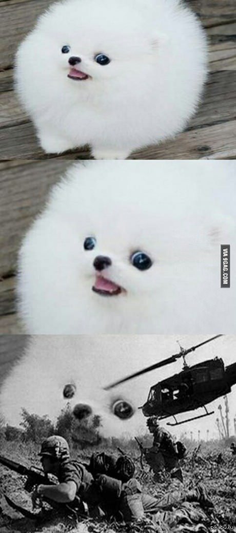 Просто собака