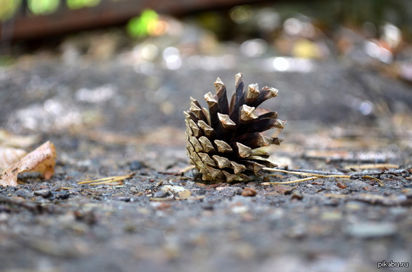 �����, �����))