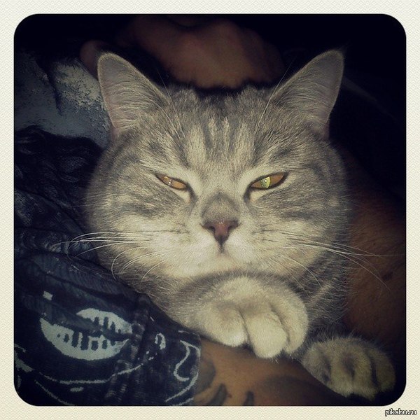 Тискал свою кошку,жена сказала,что у меня был котосекс)))) Всем печенья и кексов!