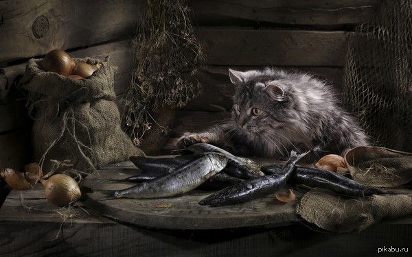 ������� �����������!