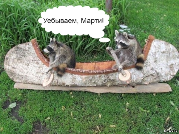 Еноты классные=) добавил надпись к крутой картинке)