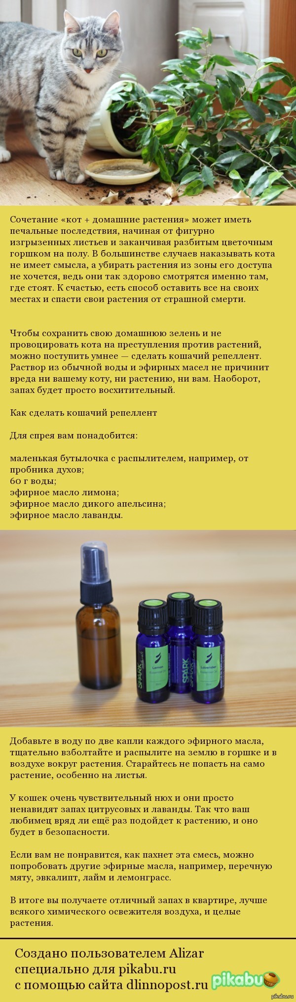 ��� �������� �������� �� ����