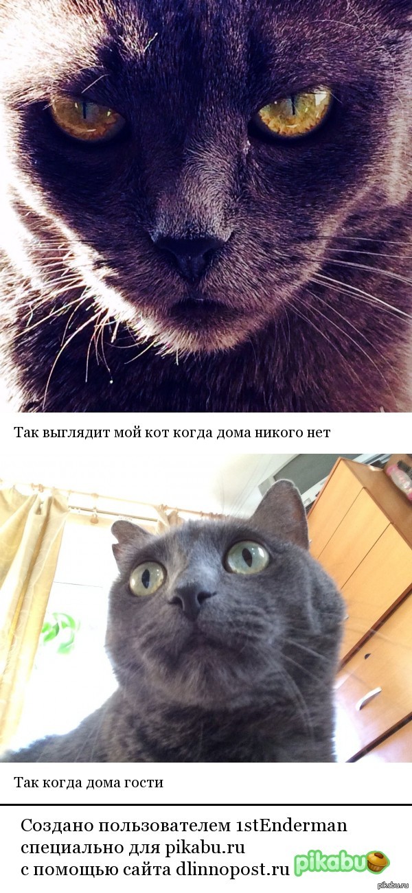 Мой кошак