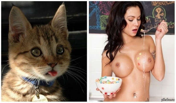 Dilemma for Peekaboo! Interview! Many say: -For a post to be successful, you need to post cats or boobs! Small vote? CATS vs TITS! - NSFW, cat, , Cute kittens, Boobs, Nudity, Vote, Question