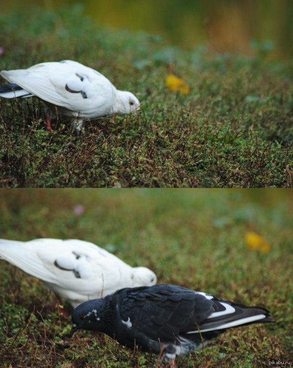 .    .     ,   .