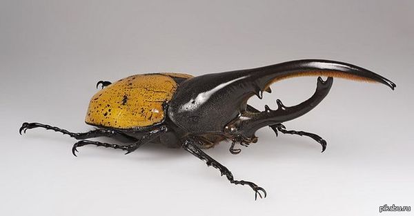 Самое сильное животное на земле