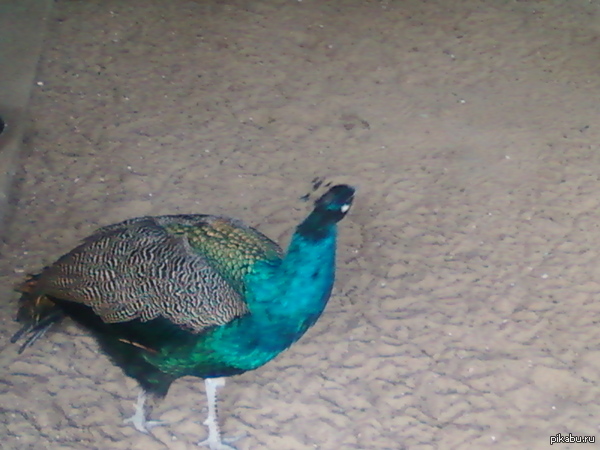 ������, ������ �������)))