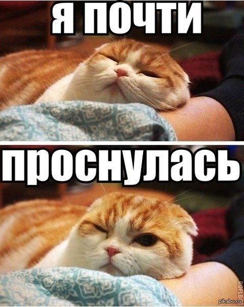 доброе утро картинки кот онлайн доброе утро картинки кот