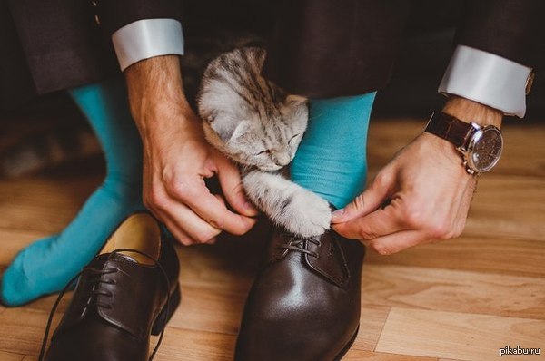 The cat helps the owner to tie shoelaces. - cat, Animals, Laces, Shoes, Blue socks!