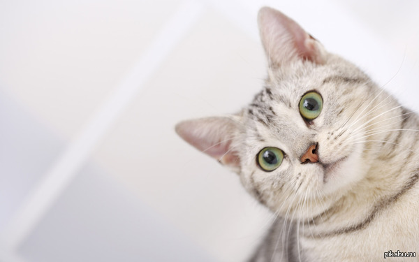 Первое действие большинства