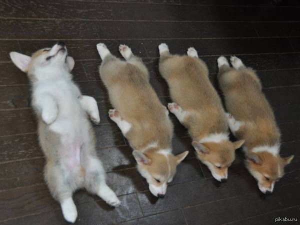 ������ �����