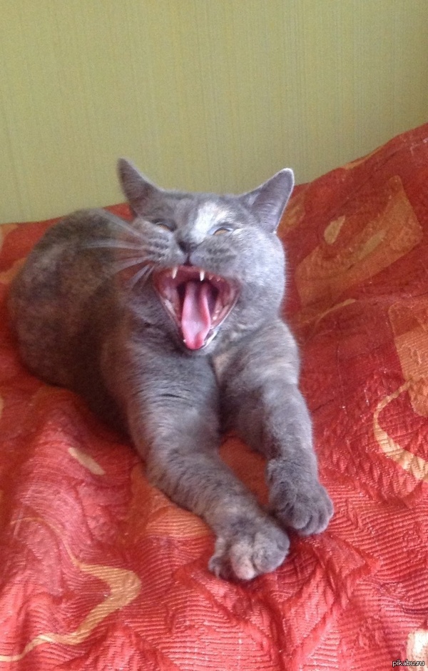 Когда в выходные вызывают на работу...