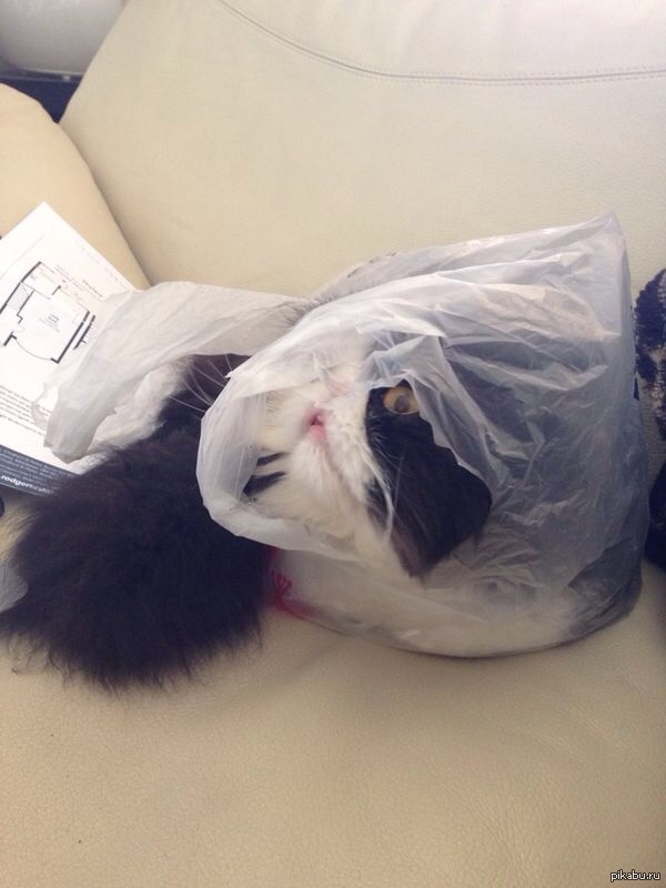 �����, ���� ��� ��������.