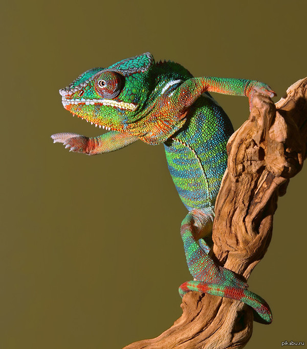 ������ ���, �� ����, ����������� �����...