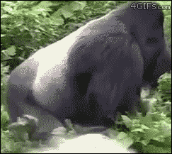 Beastiality Gifs