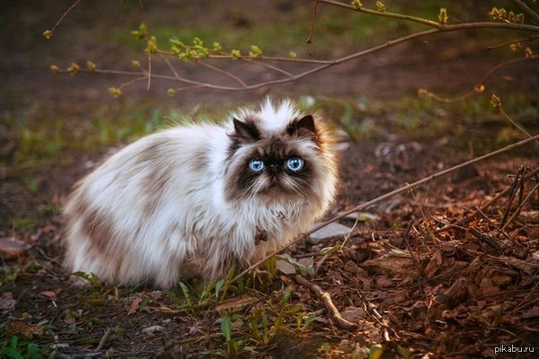 Фуфырчатый)