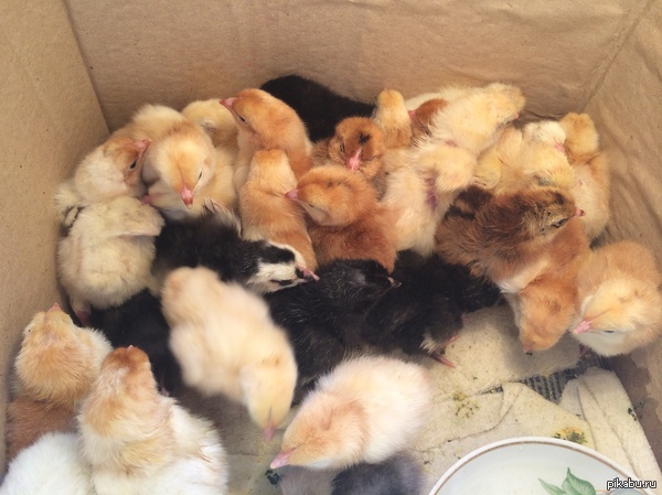 Цыпочки! | Пикабу