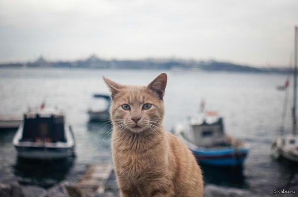 ������ �����.