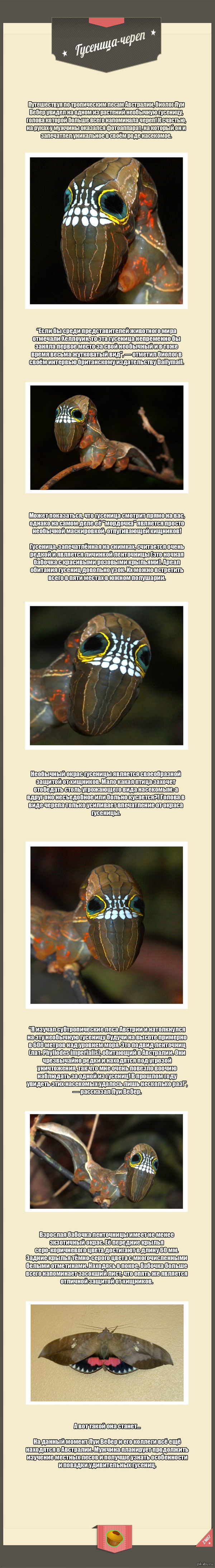  -   .   ,    Phylllodes Imperialis,         .