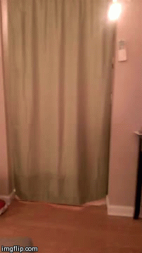 Oh red dot! - GIF, Animals, cat, Laser, Funny
