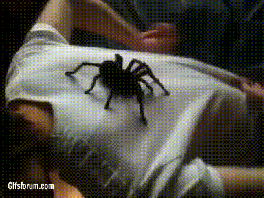 Рот Паука Фото