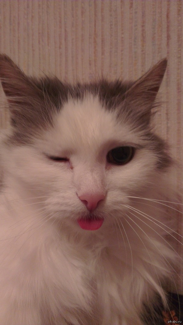 ���� ���� ����� ����������