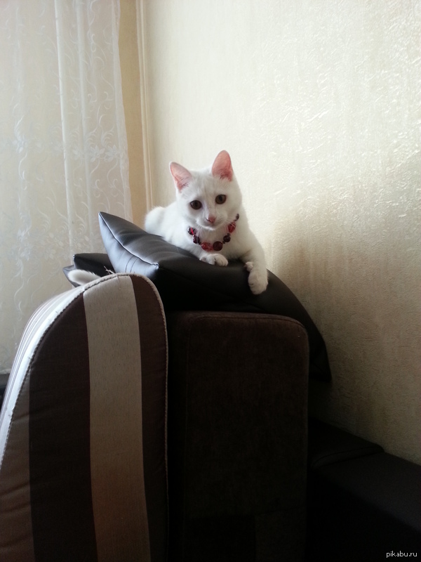 Мой котейка - красавица