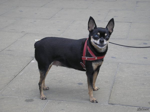 polish dog - Dog, Poland, The photo