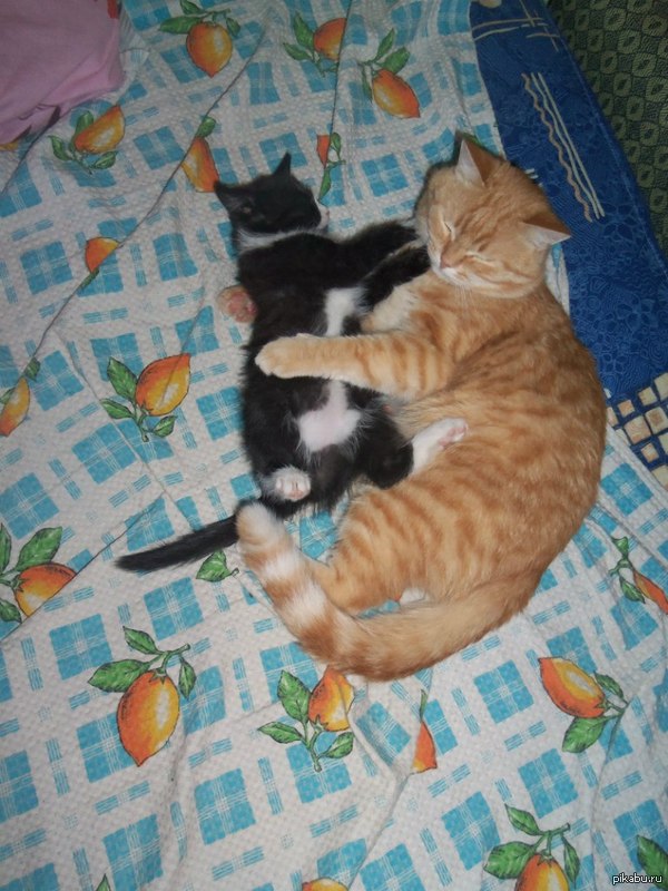 ��� ����� ����