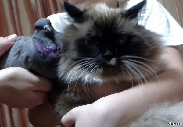 Если присмотреться, то в глазах кошака виден испуг