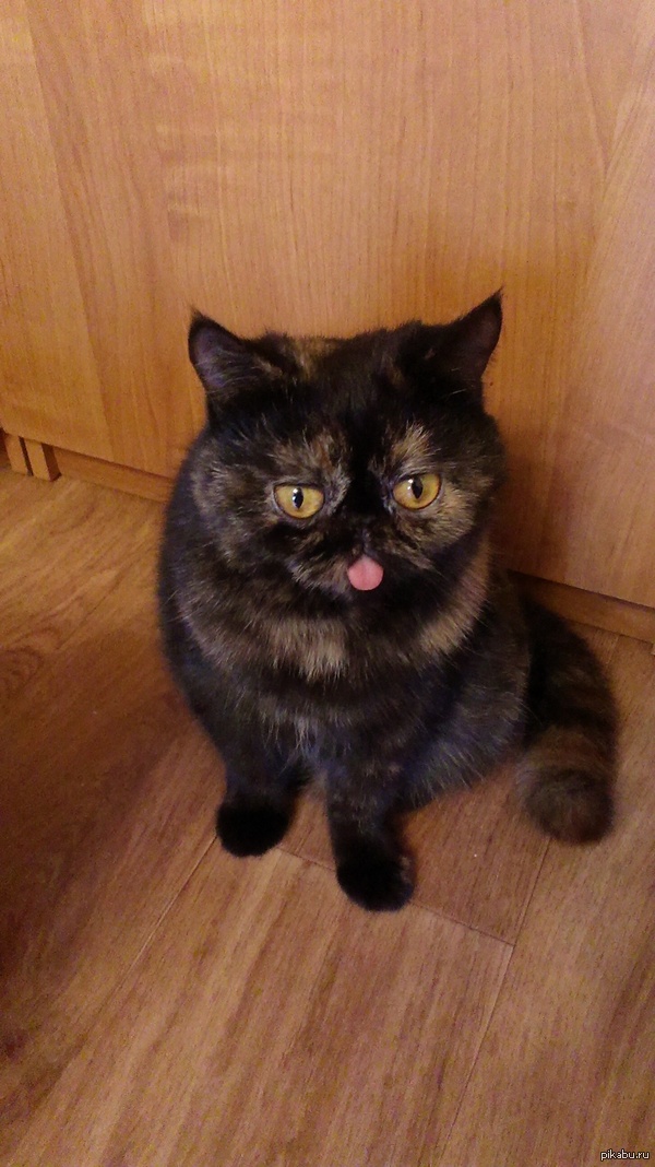 И я хочу добавить свою котейку, такой еще не было :D