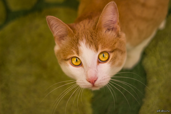 ��� �����?