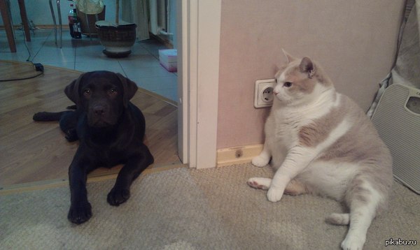 ������ ���