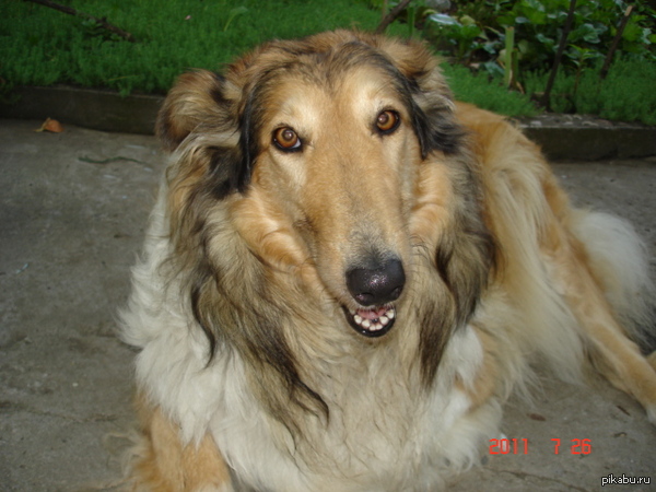 ����������� ��������, ����������� ������� =))