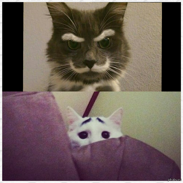А котам идут брови