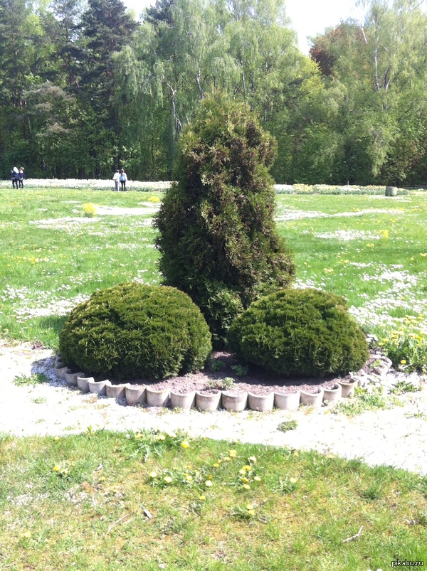 Просто куст в Ботаническом саду Минска | Пикабу