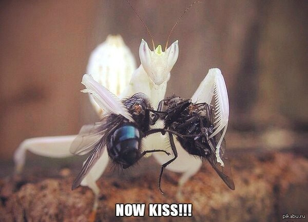 NOW KISS, ��������!!!