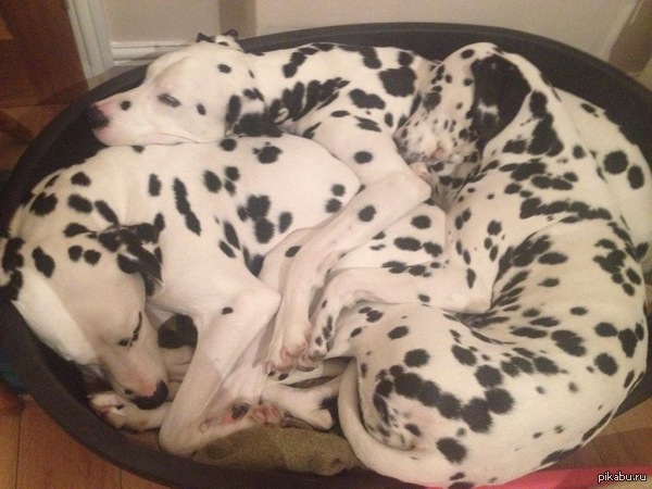 У каждого есть своё место, но спят они только так.