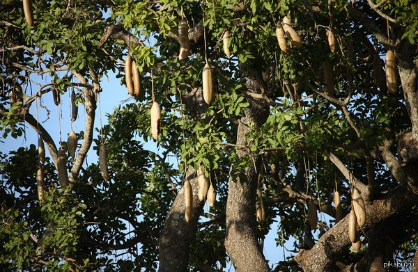 * vey tree - NSFW, Sarcasm, Tree, Nature