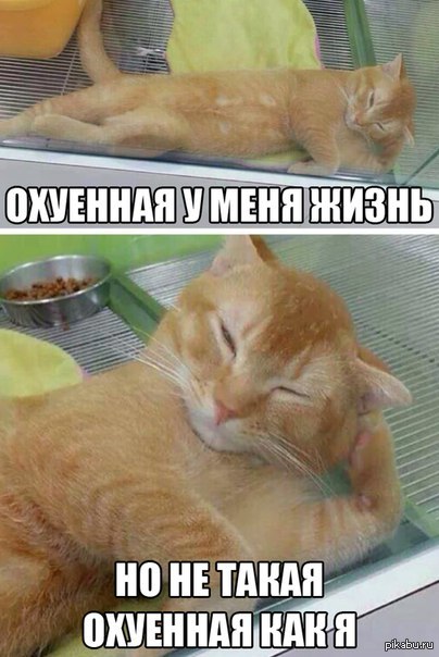 блин завидую котам .жрешь,спишь,жрешь,спишь