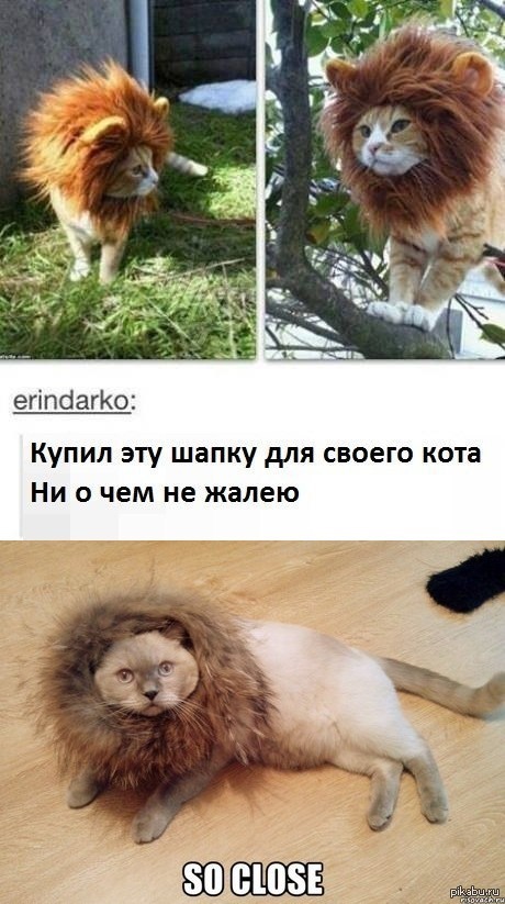 Как сделать гриву для кота. Смотреть фото Как сделать гриву для кота. Смотреть картинку Как сделать гриву для кота. Картинка про Как сделать гриву для кота. Фото Как сделать гриву для кота