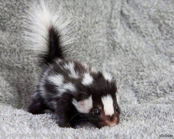 ������� ������