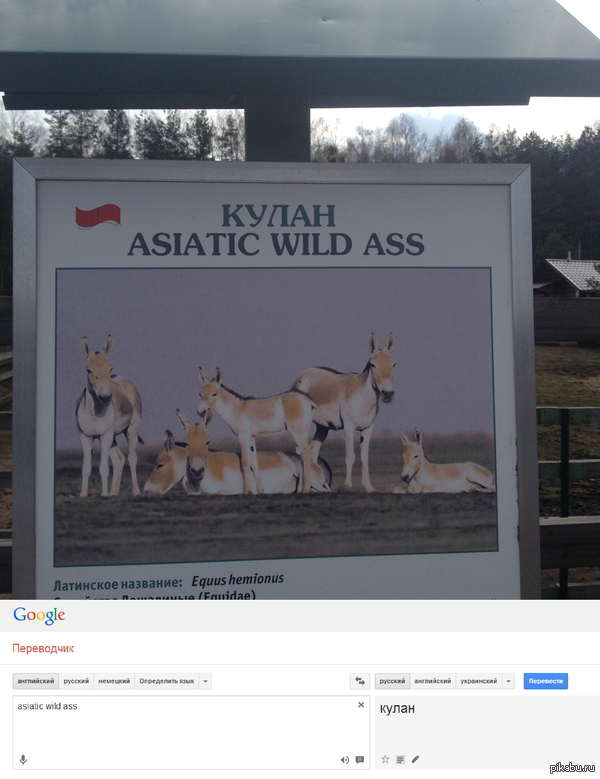 Дикая азиатская задница