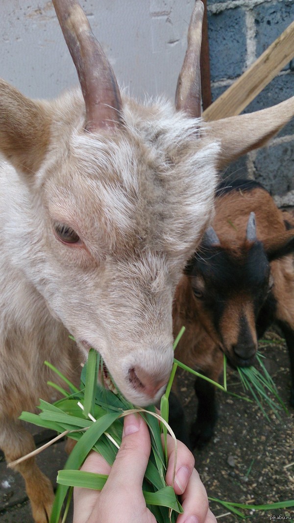 �������� �������� ������ �������