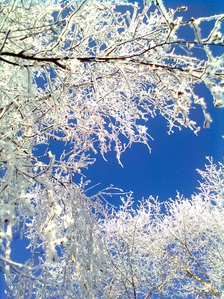 Синь морозная.